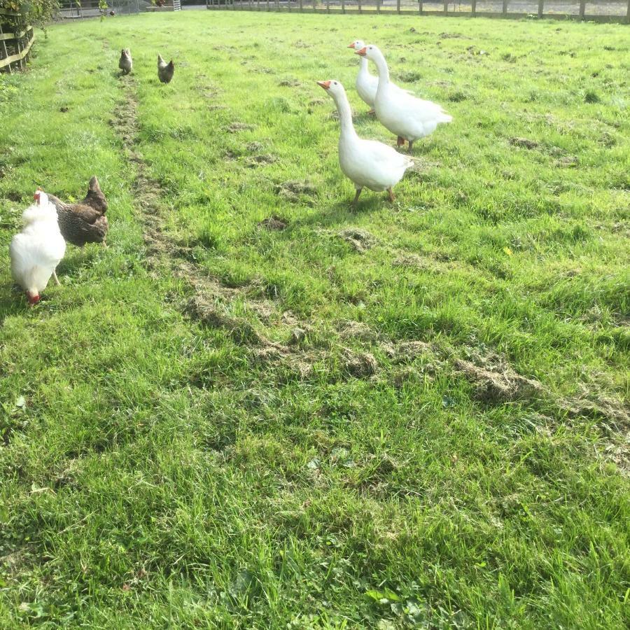 Crossgate Farm Villa Cattal Luaran gambar